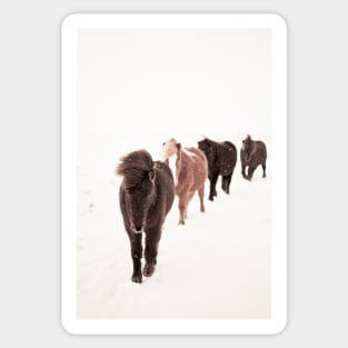 Icelandic Horses Walking Sticker